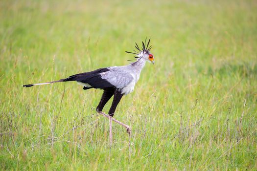 One bird secretary walks across a green field