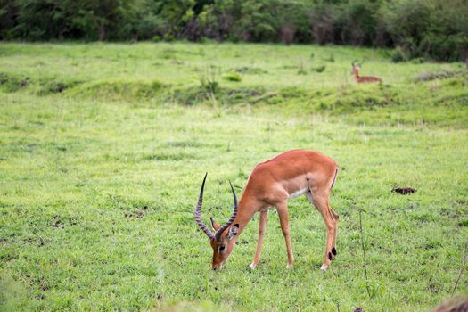 The antelopes in the grass landscape of Kenya