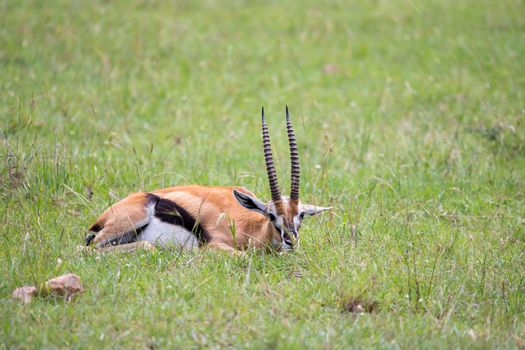 The antelopes in the grass landscape of Kenya