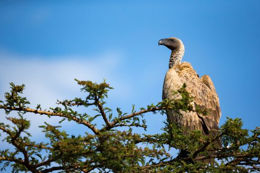 One big bird of prey sits on a branch