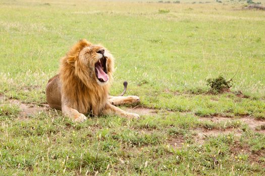A big lion yawns lying on a meadow with grass