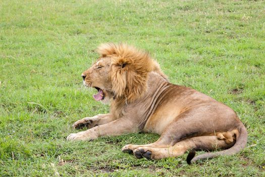 A big lion yawns lying on a meadow with grass