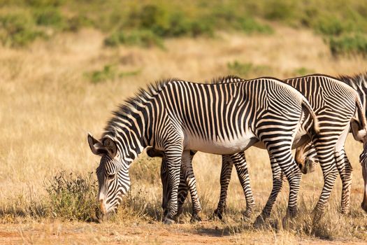 A large herd with zebras grazing in the savannah of Kenya