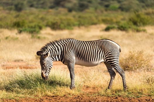 The Grevy Zebra is grazing in the countryside of Samburu in Kenya