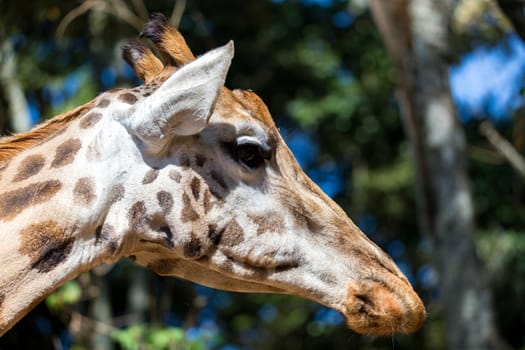 A close-up of one giraffe's head