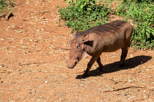 One warthog in the savannah of Kenya