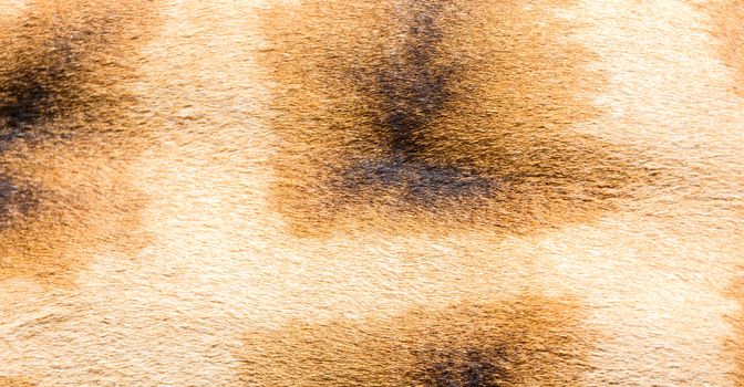 A fur of a giraffe in close-up
