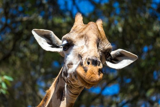 A close-up of one giraffe's head