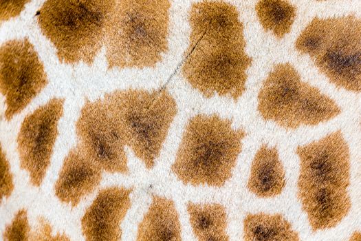 A fur of a giraffe in close-up