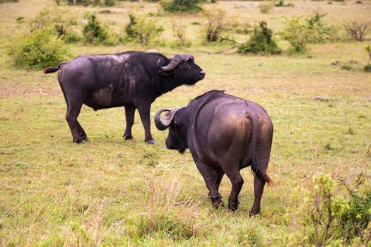The Buffalos are standing in the savannah in the middle of a national park in Kenya