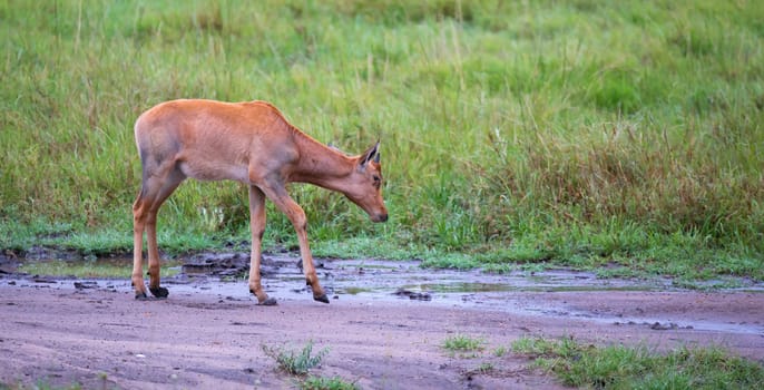 A Topi antelope in the grassland of Kenya's savannah