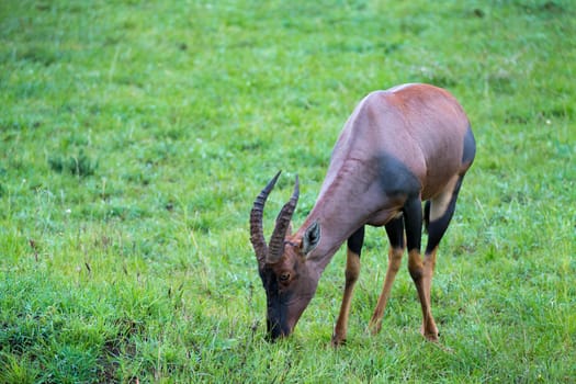 A Topi antelope in the grassland of Kenya's savannah