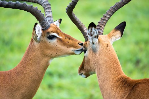 An Impala family on a grass landscape in the Kenyan savannah