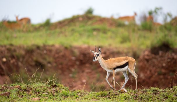 A Thomson's Gazelle in the grass landscape of the savannah in Kenya