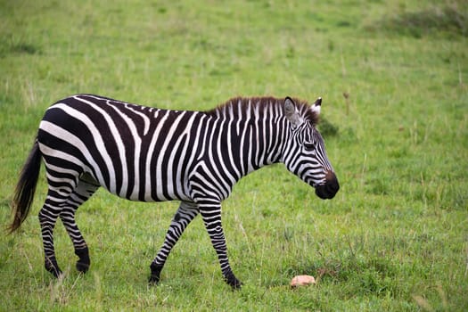 Some Zebras in the middle of the savannah of Kenya