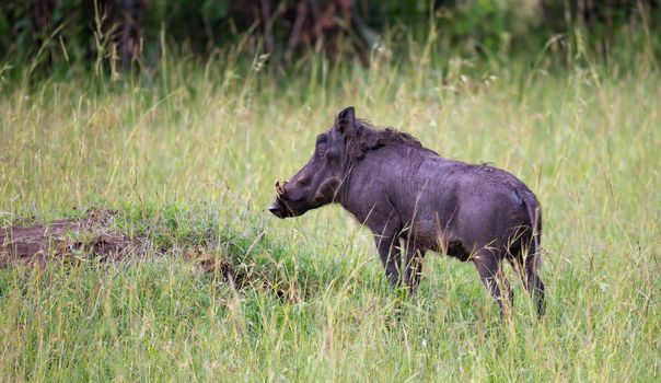 Some Warthogs are grazing in the savannah of Kenya