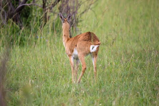 An Impala family on a grass landscape in the Kenyan savannah