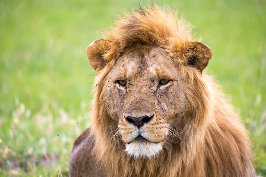 The close-up of the face of a lion in the savannah of Kenya