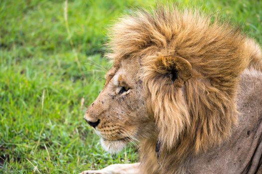 The close-up of the face of a lion in the savannah of Kenya