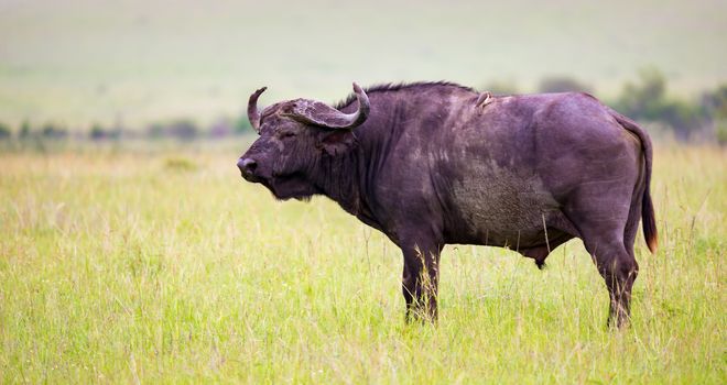 One big buffalo stands on a path in the savannah
