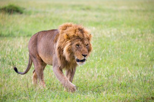 One big male lion is walking in the savannah