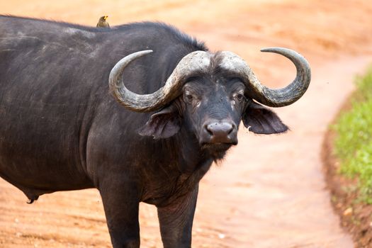 One big buffalo stands on a path in the savannah