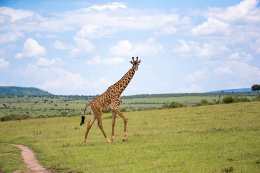 A giraffes run through the grass landscape in Kenya
