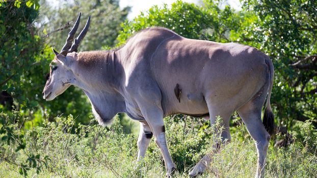 The Elands the largest antelope in Kenya's savannah