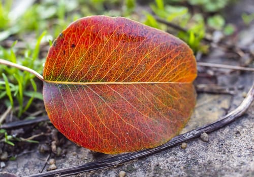 autumn leave on the ground, close up