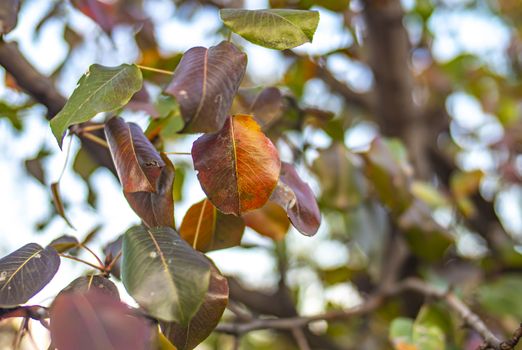 autumn leave on a tree, close up