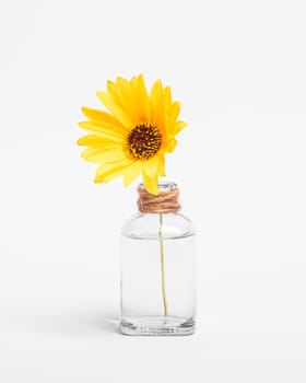 Single yellow daisy flower in vintage glass jar with water, angle view, isolated