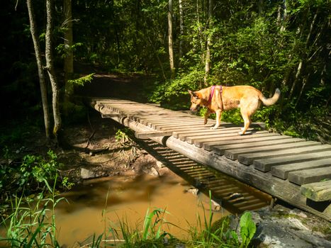 Young dog gladly at run on an old bridge. Dog warily crosses a wooden bridge in the forest. exploring nature