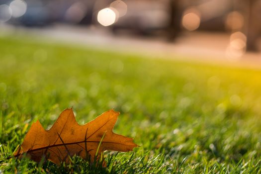 Oak leaf on green grass. The dew on the grass. Bright green lawn. Grass on the lawn. Sunny lawn. Dry oak leaf on the grass.