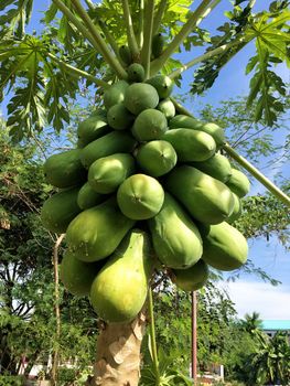 Organic green papaya on tree in daylight