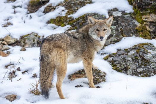 A Coyote searches for a meal in the snowy mountains of Montana.