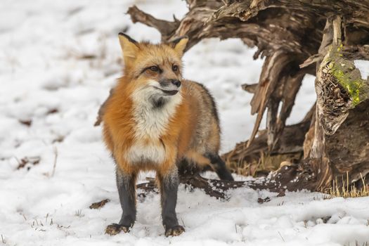 A Red Fox hunting for pray in a snowy environment