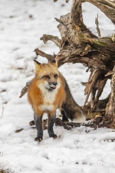 A Red Fox hunting for pray in a snowy environment