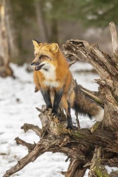 A Red Fox hunting for pray in a snowy environment