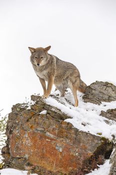 A Coyote searches for a meal in the snowy mountains of Montana.