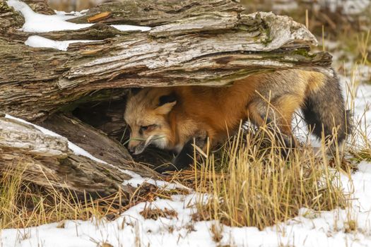 A Red Fox hunting for pray in a snowy environment