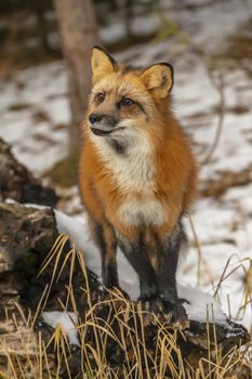 A Red Fox hunting for pray in a snowy environment