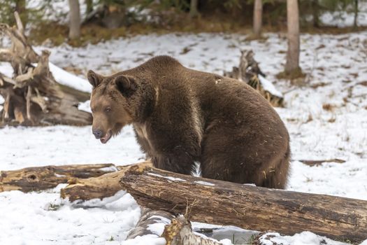 A Grizzly Bear enjoys the winter weather in Montana