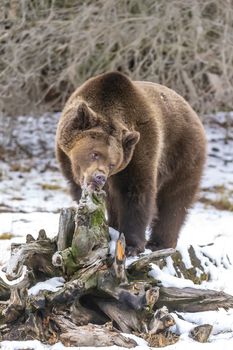 A Grizzly Bear enjoys the winter weather in Montana