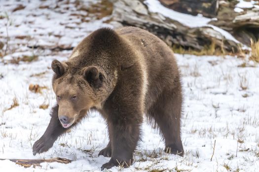 A Grizzly Bear enjoys the winter weather in Montana