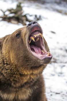 A Grizzly Bear enjoys the winter weather in Montana