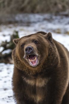 A Grizzly Bear enjoys the winter weather in Montana