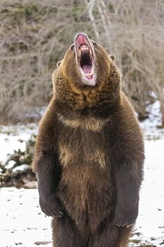 A Grizzly Bear enjoys the winter weather in Montana