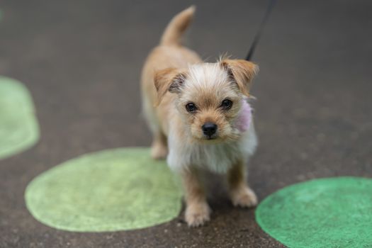 A beautiful young puppy pauses for a portrait in an outdoor environment