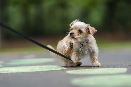 A beautiful young puppy pauses for a portrait in an outdoor environment