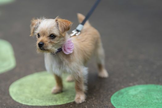 A beautiful young puppy pauses for a portrait in an outdoor environment